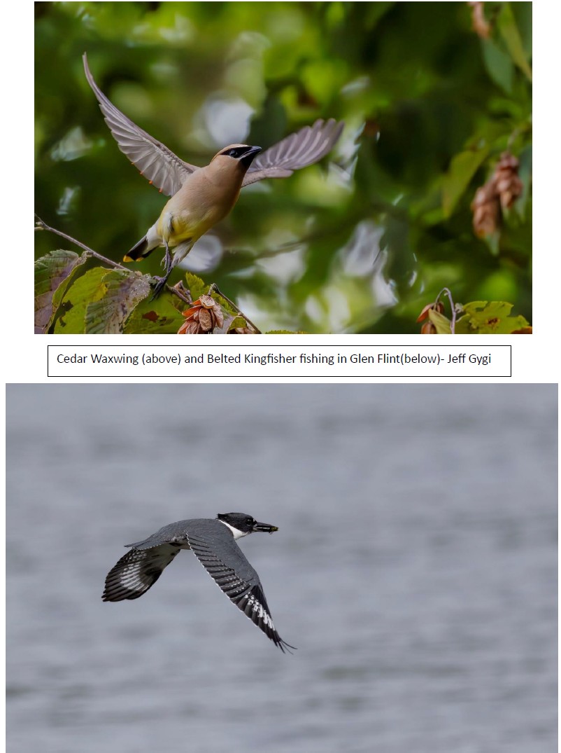 Cedar Waxwing and Belted Kingfisher
