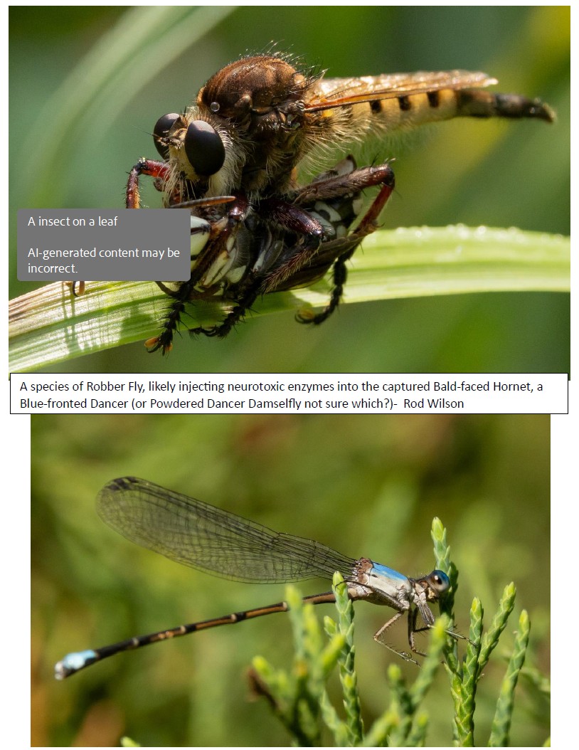 Robber Fly/Bald-Faced Hornet and Blue-Fronted Dancer/Powered Dancer Damselfly