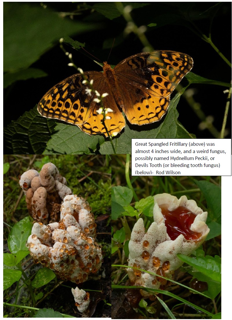 Great Spangled Fritillary