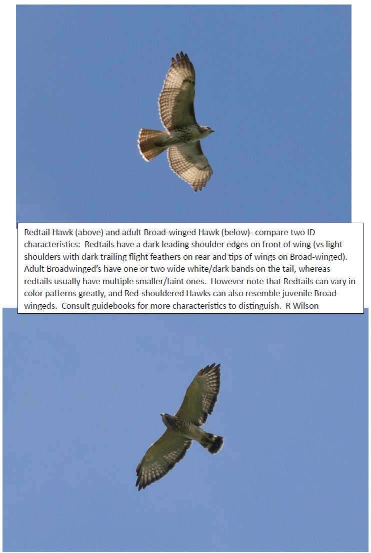 Redtail Hawk and Broad-Winged Hawk