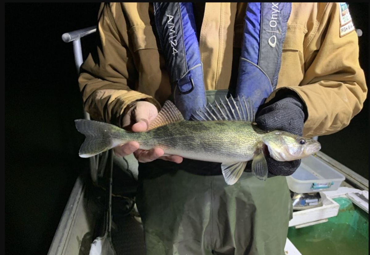 IDNR fish survey of Saugeye fall 2019