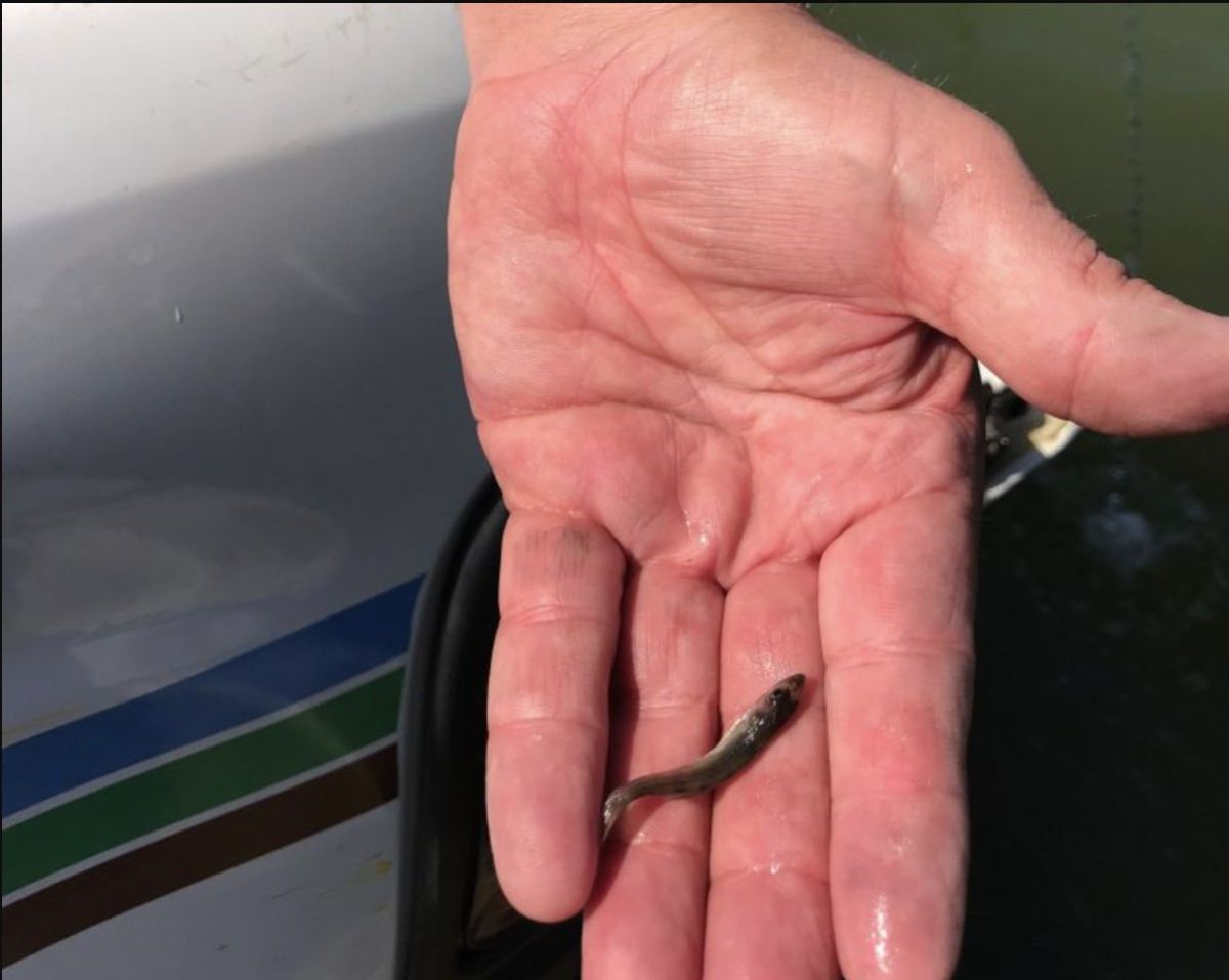 Saugeye Size May 25, 2018